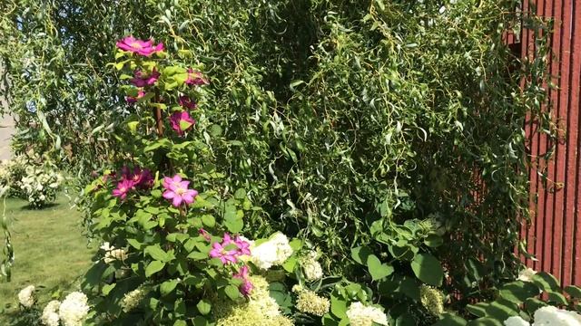 Цветут клематисы ВИЛЬ ДЕ ЛИОН и РУЖ КАРДИНАЛ ? в новой цветочной клумбе ? смотреть онлайн