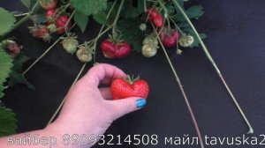 КАМРАТ ПОБЕДИТЕЛЬ сорт клубники гигант.