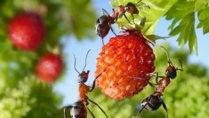 40 ИНТЕРЕСНЫХ ФАКТОВ О МУРАВЬЯХ