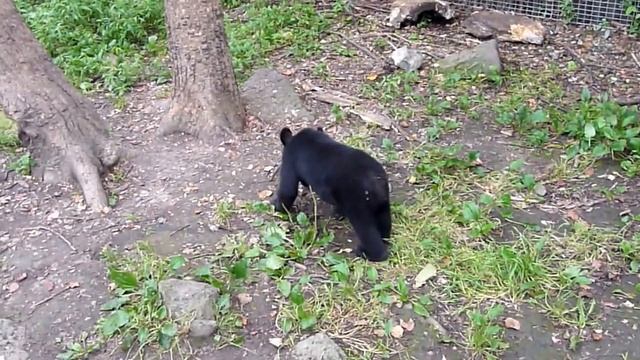 Как медведь сосет лапу зимой,Сафари парк Владивосток. смотреть онлайн
