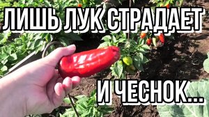 Что выросло в Удмуртии в июле.