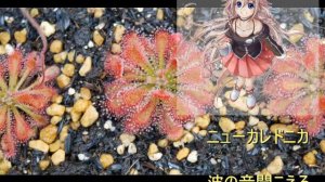 (IA original )  Drosera Neocaledonica x Aliciae   Ballad