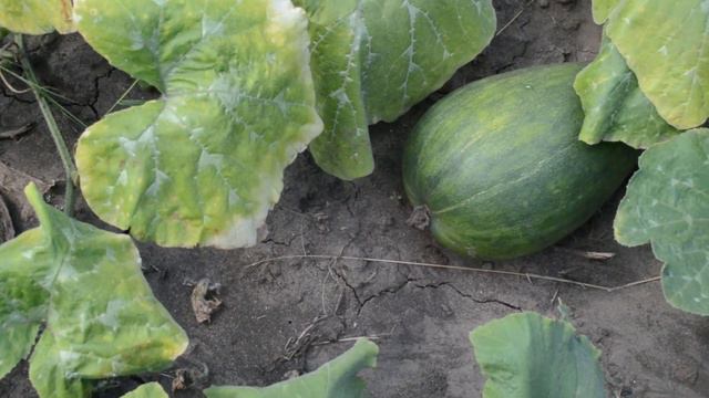 Арбузы на нашей даче смотреть онлайн