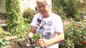 Голова садовая - Как правильно выбрать саженцы земляники