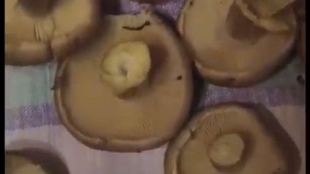 Рядовки коричневые. Как распознать. Подробно. Растут под ногами смотреть онлайн