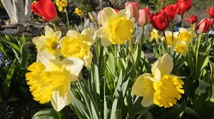 РАССМАТРИВАЕМ РАСТЮШКИ В МОЕМ САДУ. НОВАЯ РОЗА И ВИНОГРАДНАЯ ЛОЗА. ТЮЛЬПАНЫ И НАРЦИССЫ