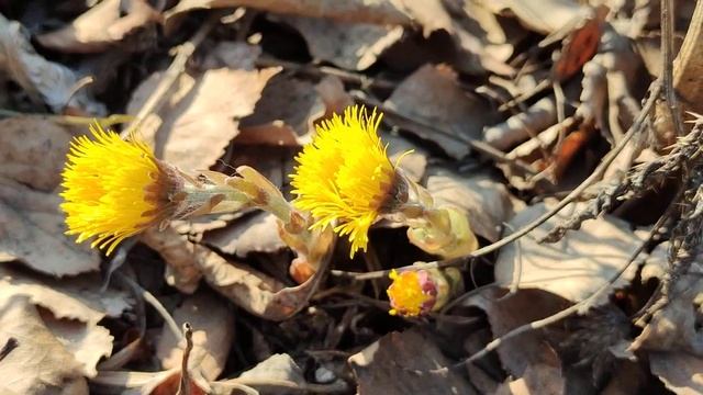 VID 20230417 173253 Подарить весенний цветок...(Жан Руссло)...Павел Васильев Лахтинский смотреть онлайн