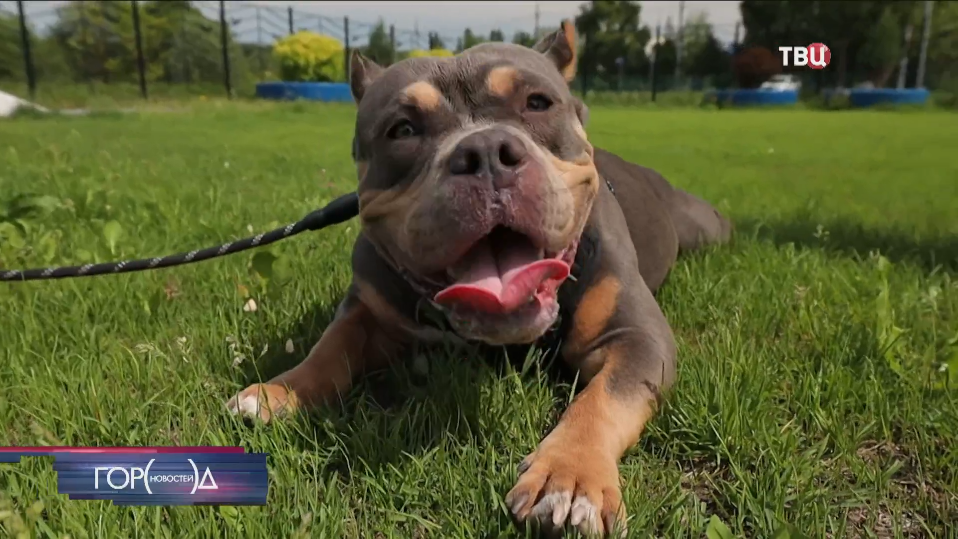 На площадках проекта "Питомцы в Москве" пройдут занятия с кинологами / Город новостей на ТВЦ