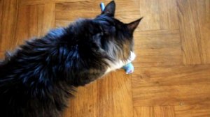 Голубь с валерианой и кошачьей мятой - игрушка для кота