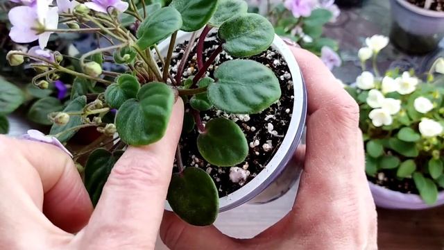 Ампельные фиалки - трейлеры. Фиалки без границ. смотреть онлайн