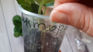 Глоксинии остановились в росте .Срезаю макушки и укореняю.