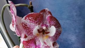 Phal. Charming Angelina - шикарная орхидея фаленопсис Анджелина (Ангелина), яркий биглип