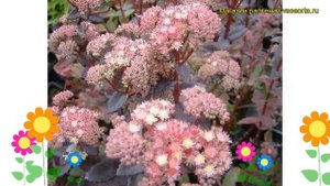 Очиток гибридный Клубника и сливки. Краткий обзор, описание sedum x hybrida Strawberry and Cream