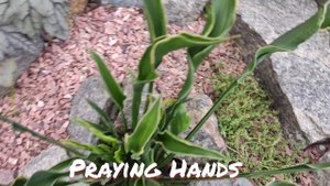 Хоста сорт Praying Hands