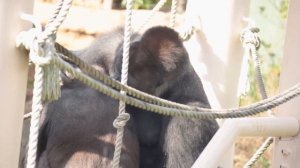 Gorilla Siblings Playing So Hard, Then Silverback Gorilla Joins In | The Shabani Family