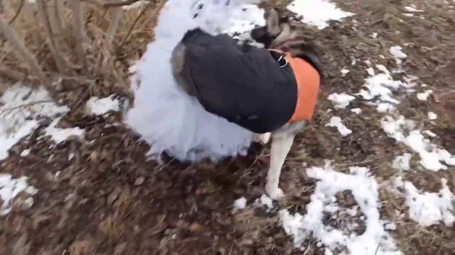 ХАСКИ В ЮБКЕ!!! / ХАСЯТА ЭТОТ ТАНЕЦ ДЛЯ ВАС !!/хаски танцует танец в юбке