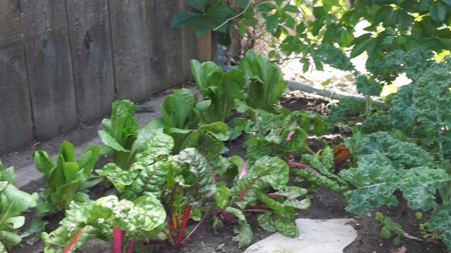 Backyard Garden Update смотреть онлайн