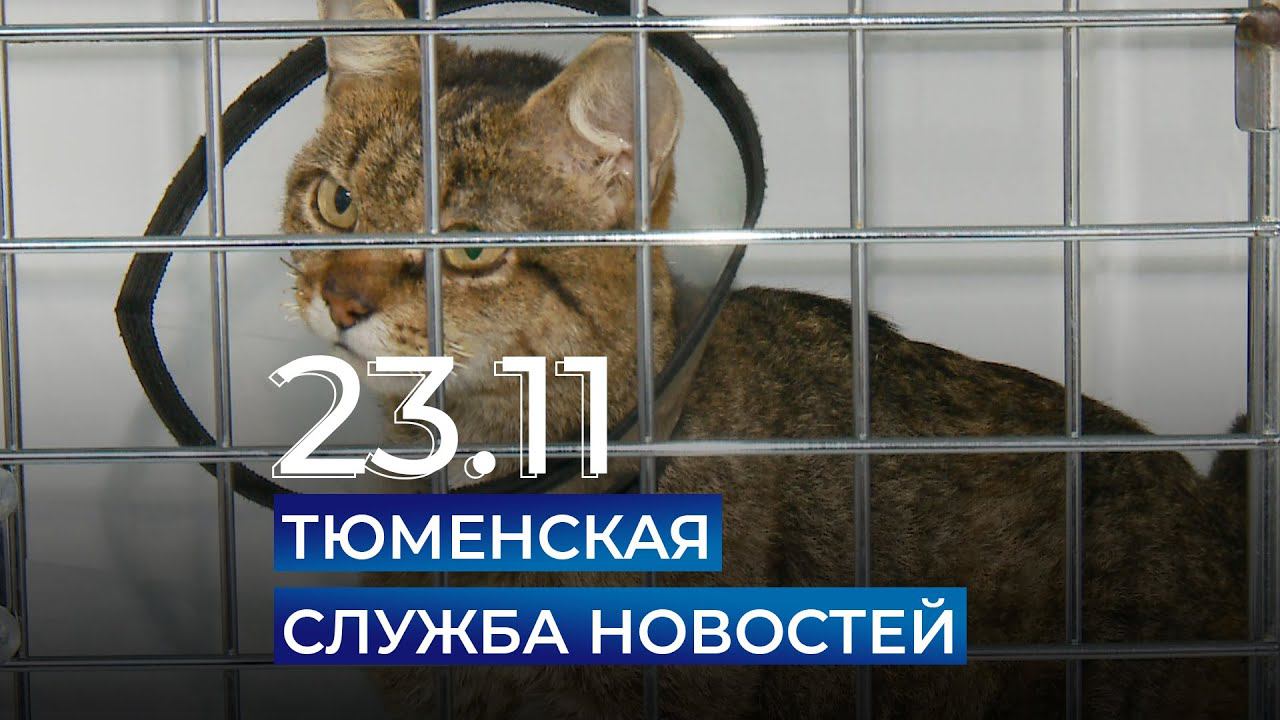 Тюменская служба новостей - вечерний выпуск 23 ноября