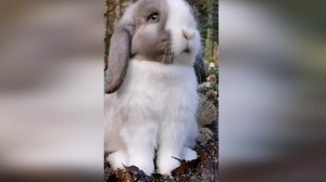 Подборка смешных видео и приколов. 181 Лучшие ПРИКОЛЫ 2023