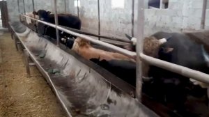 Откорм быков ферма соседей