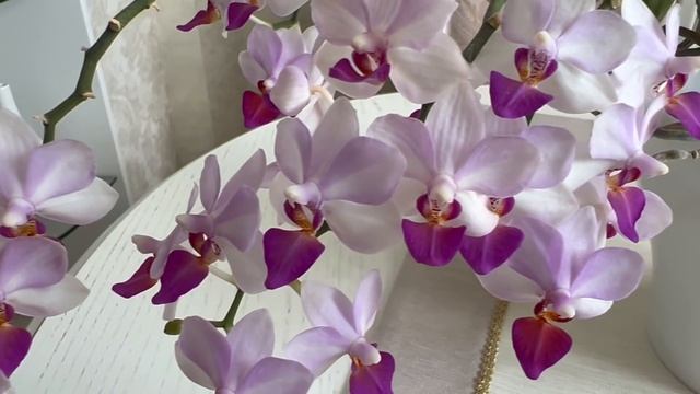 Откуда у меня столько этих орхидей? Рассмотрим мучнистого червеца .. идём с Бантиком за пудрой ... смотреть онлайн