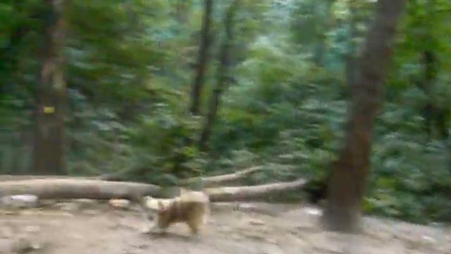 Китайская хохлатая пуховочка Долли на прогу смотреть онлайн