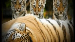 Амурский тигр - Интересные факты