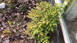 Работы В Саду Октябрь ? Готовим Цветники К Зиме ??♀️