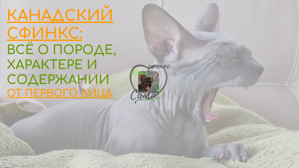Канадский сфинкс от первого лица: повадки и характер, особенности породы и содержания.