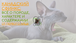 Канадский сфинкс от первого лица: повадки и характер, особенности породы и содержания.