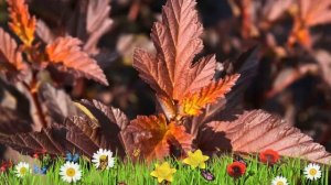 Пузыреплодник калинолистный Диабл Д'ор ? Обзор: посадка и уход. саженцы: описание и особенности