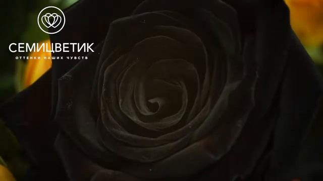 Розы черные