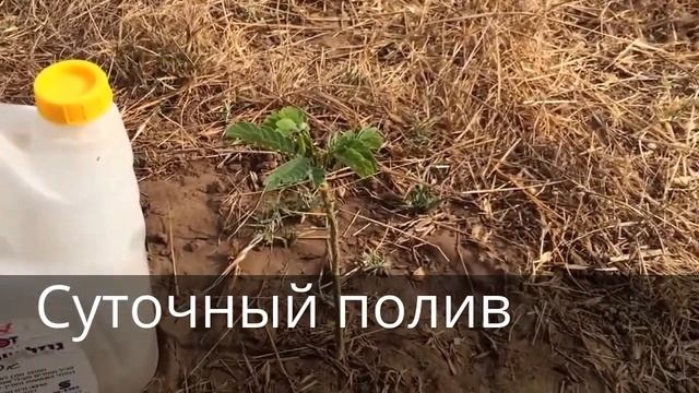 Как использовать пластиковые бутылки для полива на даче смотреть онлайн