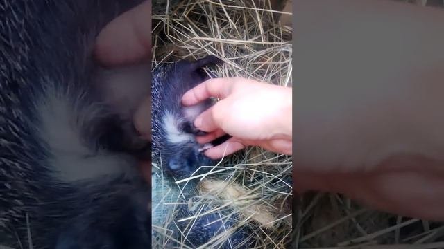 Как гладить ёжика
