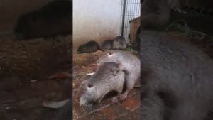 Разведение и спаривание нутрий 18+