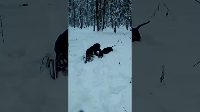 Стафф моя собака смотреть онлайн