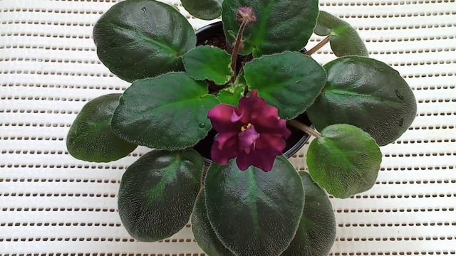 Способы полива фиалок! Все секреты полива. Мой опыт.Фиалки у Алисы. смотреть онлайн