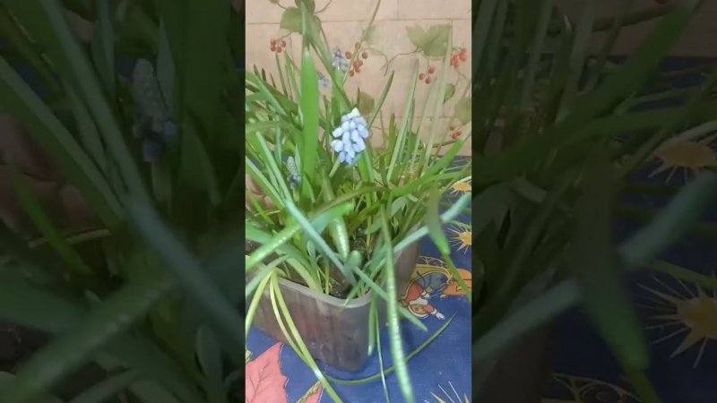 Расцвел цветок в конце зимы