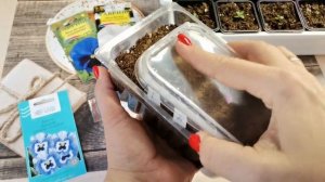 Анализ всхожести виолы. Посев на снег второго потока рассады - пошаговая инструкция для начинающих