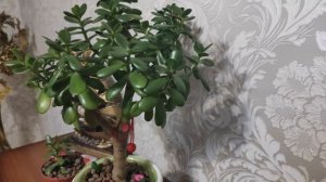 ДЕНЕЖНОЕ ДЕРЕВЦЕ- ИНДИКАТОР ЗДОРОВЬЯ СВОЕЙ ХОЗЯЙКИ  и лечит от 100 болезней Как формирую растение