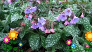 Медуница сахарная Миссис Мун. Краткий обзор, описание характеристик pulmonaria saccharata Mrs Moon