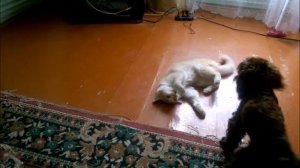 Кошка дерётся с собакой.Собака играет с котом.Cat and dog fight.Кот и собака.