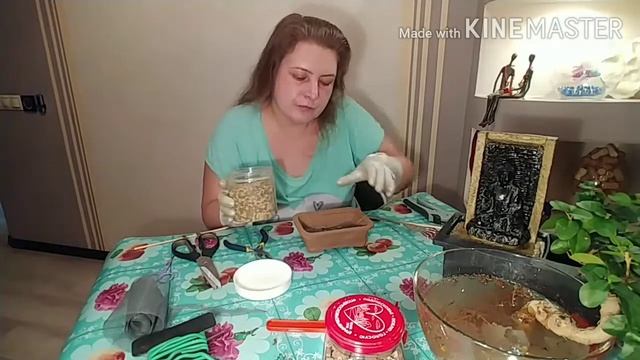 Пересадка бонсай в новый горшок смотреть онлайн