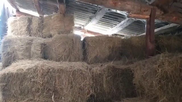 Тёлка не пришла со стада. Купила солому, готовим место, куда складывать. смотреть онлайн