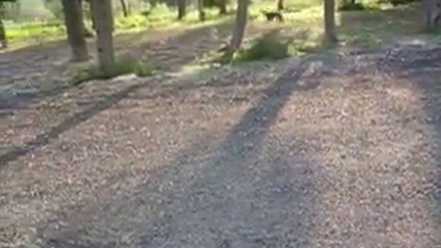 :-) Выгул борзой на роликах. Декстер. Уиппет. Борзые :-) смотреть онлайн