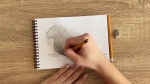 Как нарисовать моржа карандашом | Рисунок для начинающих поэтапно