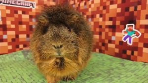 майнкафт свинка бузя і Кузя