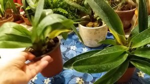 Орхидея Пафиопедилум-Венерин башмачек.(Pathiopedilum)Некоторые различия в содержании.