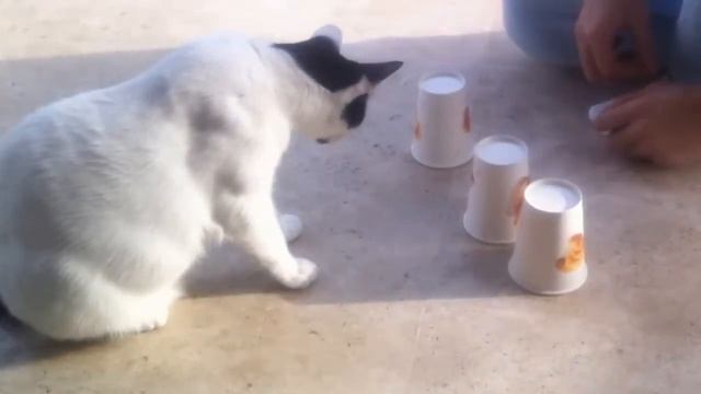 Кот Игрок смотреть онлайн