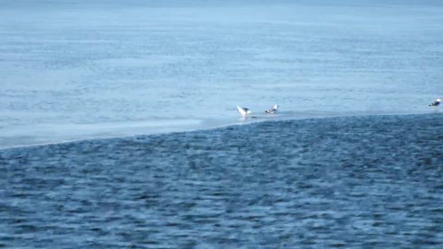 Чайки на цимлянском водохранилище смотреть онлайн